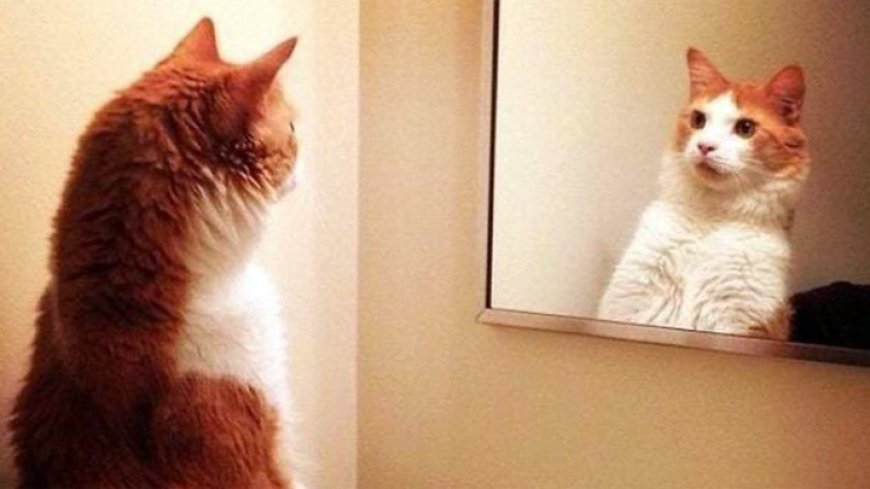 Apakah Kucing Mengenali Dirinya di Cermin? Memahami Persepsi Kucing terhadap Refleksi Diri