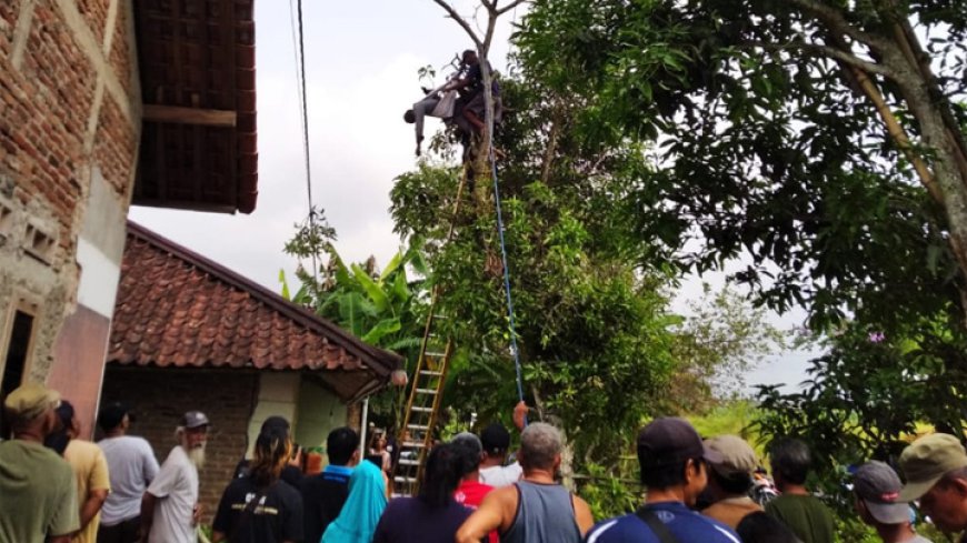 Evakuasi Dramatis, Seorang Pria Lansia Tewas Tersengat Listrik Saat Manjat dan Pangkas Pohon