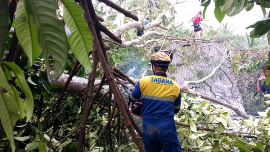 Dampak Angin Kencang, Pohon Tumbang Rusakkan Sejumlah Rumah di Kabupaten Tasikmalaya