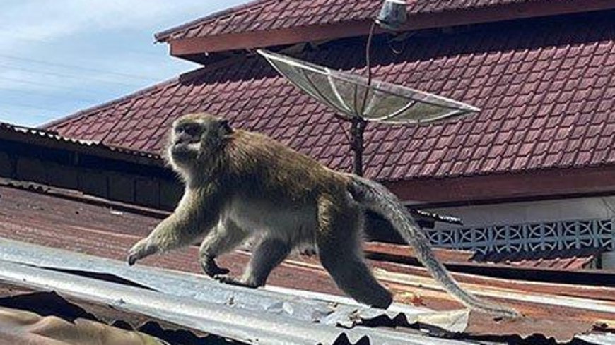 Serangan Ratusan Monyet dari Bukit Tawilis: Lahan Pertanian di Salawu Gagal Panen