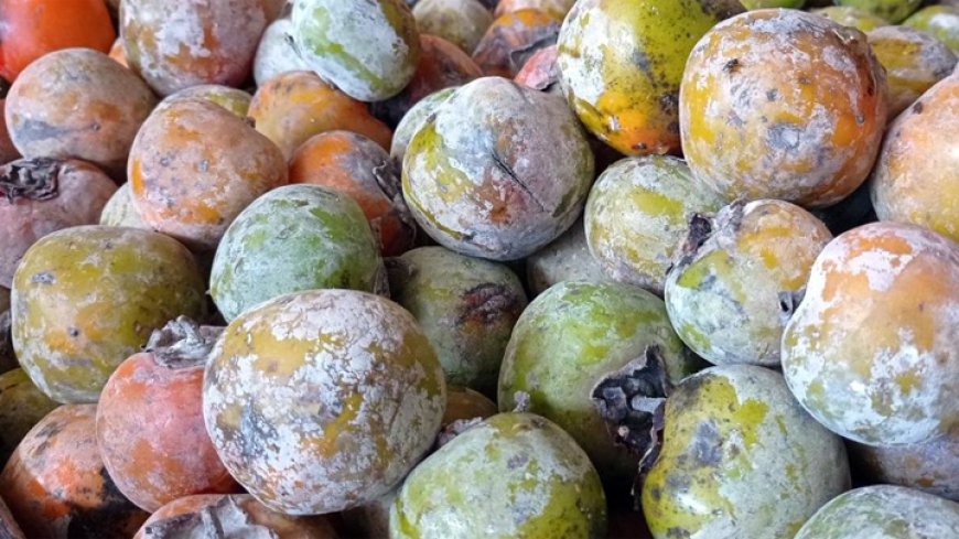 Rahasia di Balik Bedak pada Buah Kesemek: Kenapa Buah Ini Tampil Berbeda