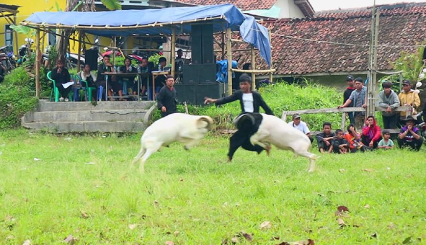 Lomba Ketangkasan Adu Domba Meriahkan Budaya Sunda di Tasikmalaya