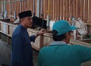 Geliat Ternak Kambing di Tasikmalaya