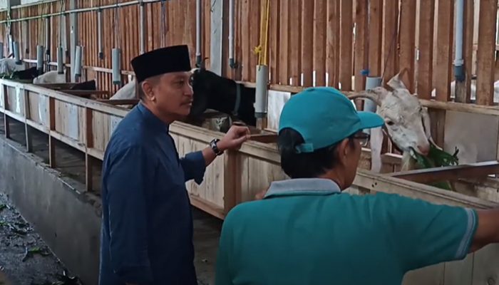 Geliat Ternak Kambing di Tasikmalaya