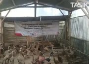 Maggot, Solusi Hemat Pakan Ternak Hingga 30 Persen