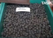 Hebat! Petani Kopi Tasikmalaya Raup 500 Juta