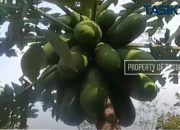 BUMDes Santana Desa Rajadatu Miliki 6 Unit Usaha