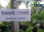 Kunyit Hitam, Potensi Bisnis Saat Pandemi Covid-19