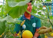 Petani Milenial Kota Tasikmalaya Panen 3000 Golden Melon