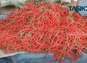 Potensi Bisnis, Petani Cabe di Ciamis Tingkatkan Produksi Tanam