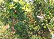 Beli Jeruk Sieum Petik Langsung Dari Pohonya, Baru di Tasikmalaya