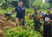 Panen Ubi Naruto di Desa Pakalongan, Langkah Nyata Menuju Ketahanan Pangan Berkelanjutan