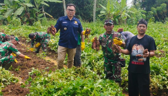 Panen Ubi Naruto di Desa Pakalongan, Langkah Nyata Menuju Ketahanan Pangan Berkelanjutan