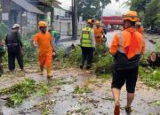 Hujan dan Angin Kencang Tumbangkan Pohon di Kota Tasikmalaya, Akses Jalan Segera Dipulihkan