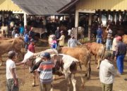 Wabah PMK di Cipatujah, Ratusan Sapi Terserang, Peternak Diminta Waspada