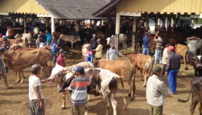Wabah PMK di Cipatujah, Ratusan Sapi Terserang, Peternak Diminta Waspada