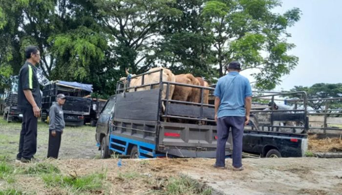 PMK Mereda di Tasikmalaya! Ratusan Sapi Mati, Pasar Hewan Manonjaya Kembali Beroperasi