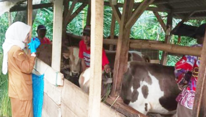 Wabah PMK di Tasikmalaya Akibatkan 36 Sapi Mati, 470 Terjangkit