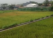 DKP3 Kota Tasikmalaya Alokasikan Padi Lahan Kering di 130 Hektar untuk Tingkatkan Produktivitas