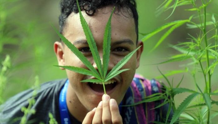 Dilema Legalisasi Ganja, Antara Moral, Modal, dan Tawa Rakyat