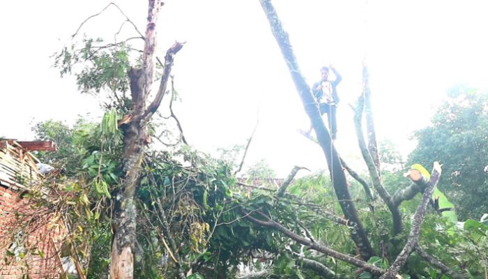 Angin Kencang dan Hujan Lebat Robohkan Pohon Pete, Tiga Rumah Rusak di Kp. Bojong Benteng