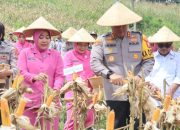 Polres Tasikmalaya Panen Raya Jagung, Dorong Ketahanan Pangan dan Sejahterakan Petani