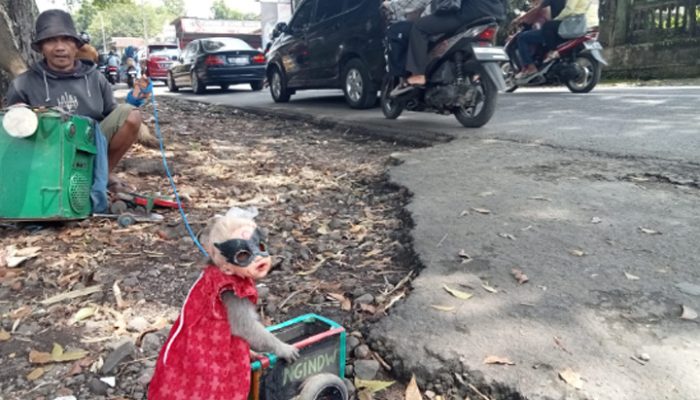 Serli, Si Monyet Lincah yang Menghibur Pemudik di Tengah Macet