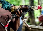 Sabung Ayam dan Anggaran Dinas, GEMAH Tuding Anggota Dewan DKI Main Dua Kaki