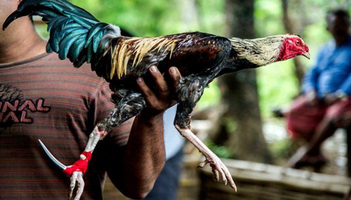 Sabung Ayam dan Anggaran Dinas, GEMAH Tuding Anggota Dewan DKI Main Dua Kaki