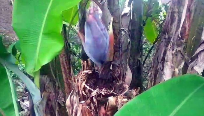 Heboh di Pageurageung! Pohon Pisang Tumbuhkan Jantung Meski Sudah Ditebang