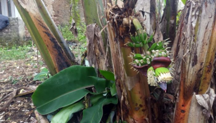 Fenomena Langka, Pohon Pisang di Pageurageung Berbuah Lagi Meski Sudah Ditebang