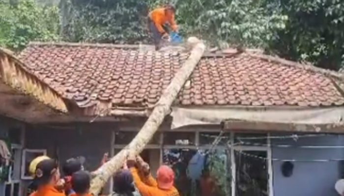 Angin Kencang di Jatiwaras Tasikmalaya, BPBD Selesaikan Evakuasi Pohon Tumbang pada Hari Kedua