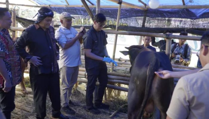 Jelang Iduladha, Pemkot Tasikmalaya Pastikan Ribuan Hewan Kurban Sehat dan Layak