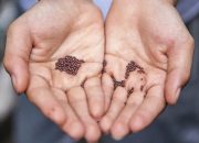 Biji Sesawi Gantiannya Apa? Coba 5 Bahan Pengganti yang Lezat dan Sehat