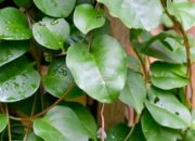 Daun Binahong: Rahasia Alam yang Menyembuhkan