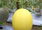 Agro Digital Tasikmalaya, Wisata Petik Melon Langsung dari Pohonnya