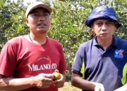 Inspiratif, Warga Kiarajangkung Sukses Budidaya Jeruk dan Tumbuhkan Ekonomi Warga