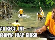Keseruan Ngayab Ikan Paray di Alam Sari Desa Neglasari Jatiwaras Tasikmalaya
