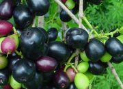 Buah Duwet atau Jamblang, Sumber Antioksidan Tersembunyi untuk Kesehatan Optimal