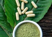 Manfaat Daun Kratom, Khasiat Alam yang Kontroversial