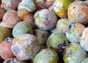 Rahasia di Balik Bedak pada Buah Kesemek: Kenapa Buah Ini Tampil Berbeda