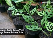 Tanaman Janda Bolong Mahal, Fakta atau Permainan Harga?